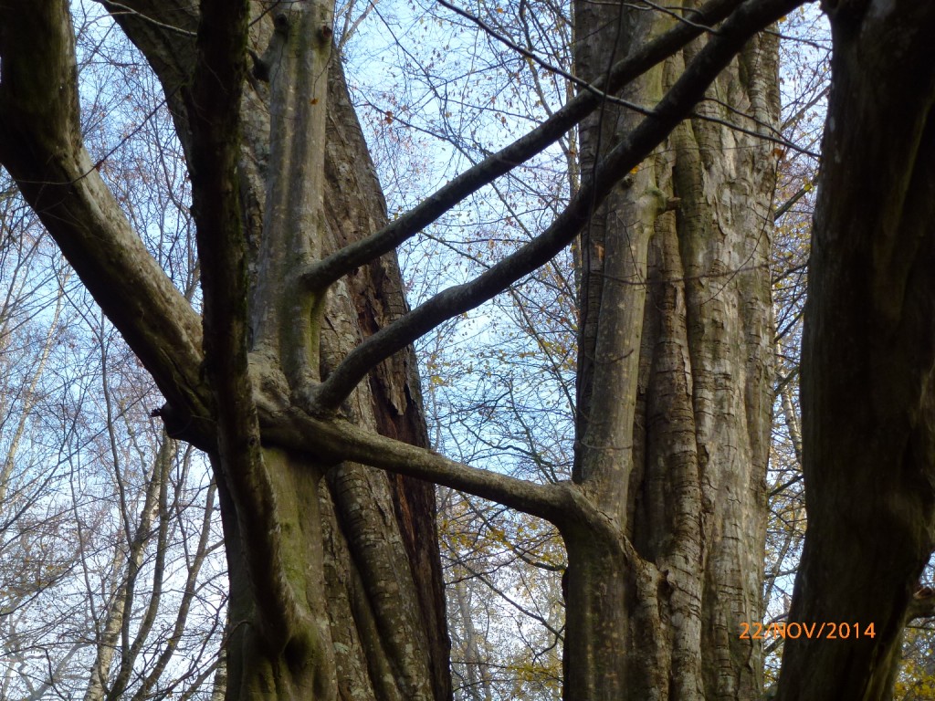 2014-11-22-Sortie arbres remarquables